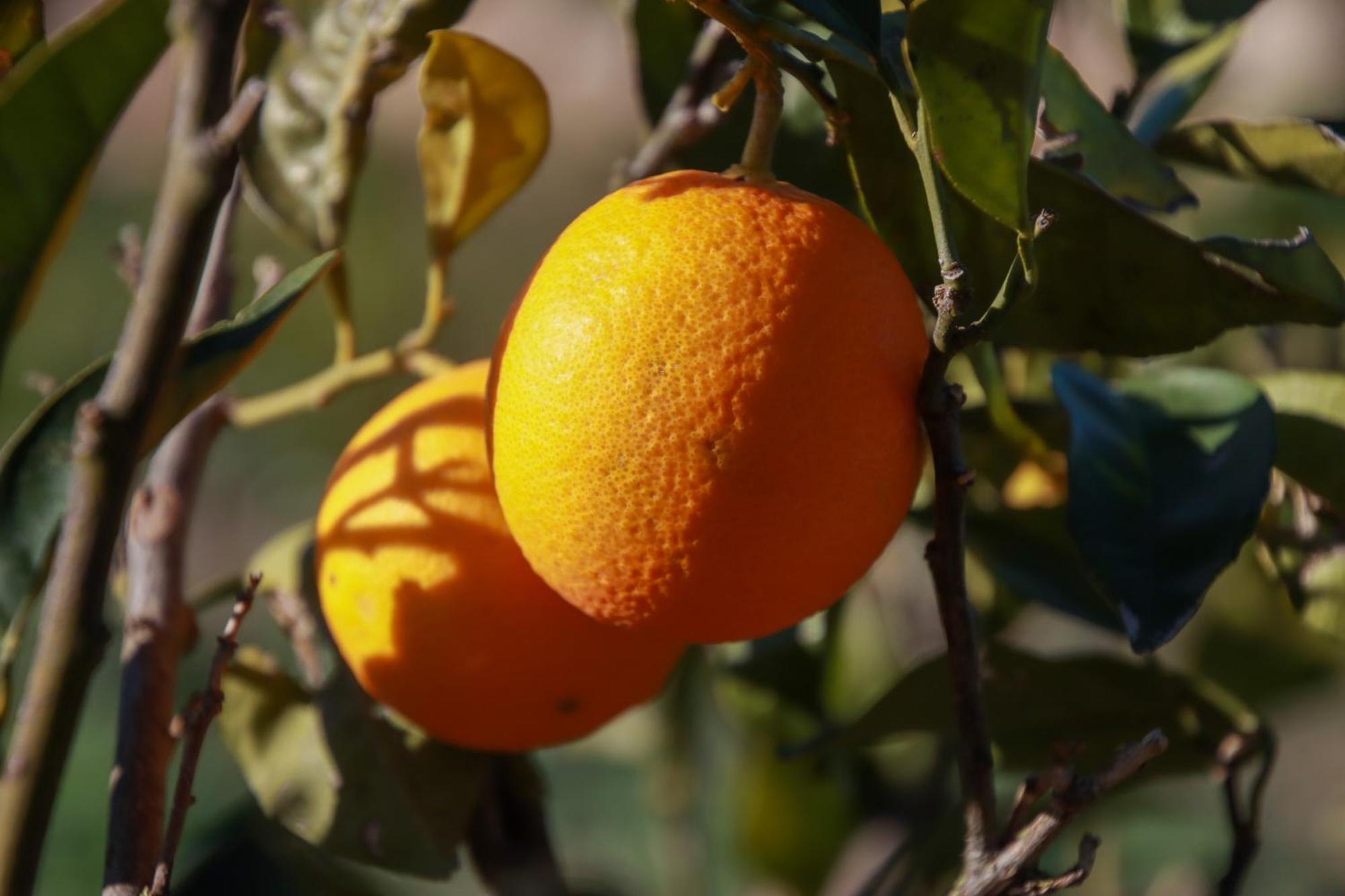 La Bella Vita Agriturismo Chiaramonte Gulfi Εξωτερικό φωτογραφία